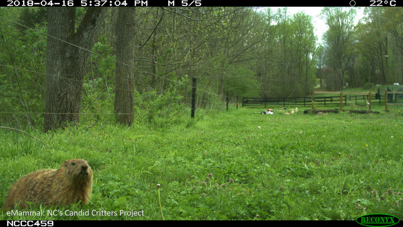 Groundhog in a field