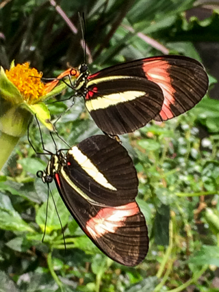 A pair of mating Postman butterflies.