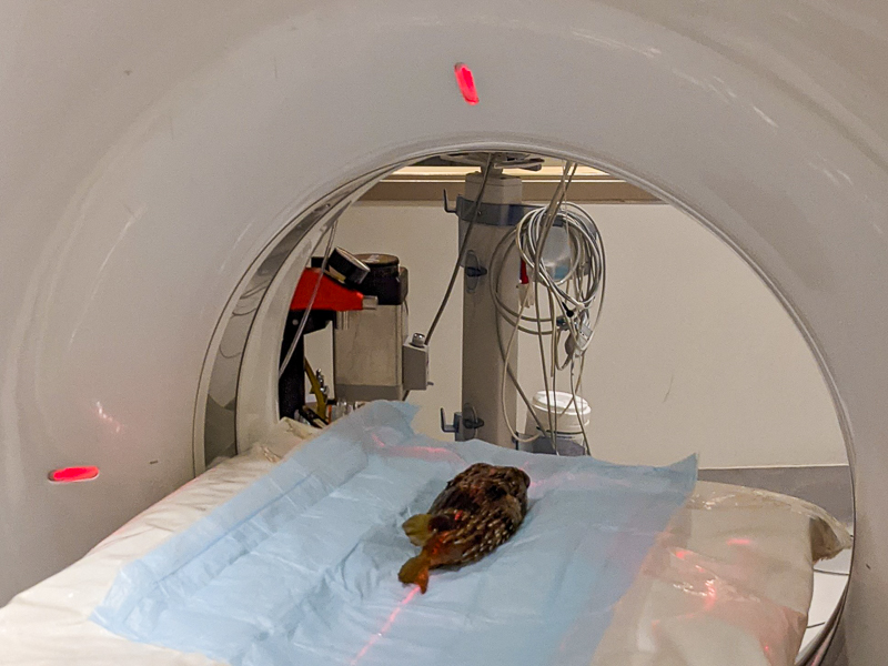 Balloonfish getting his CT scan.