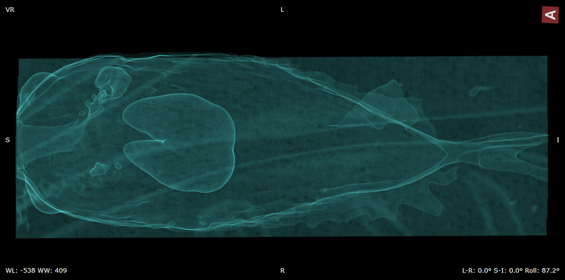 Balloonfish CT scan image 1