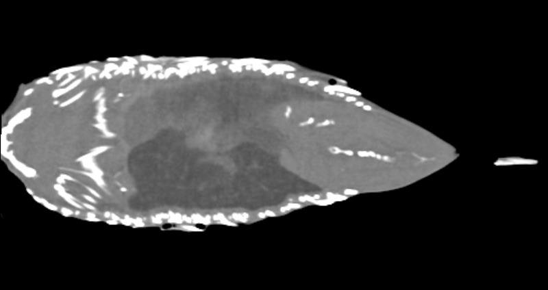 Balloonfish CT scan 2
