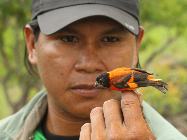 A Senior Ranger with a male Red Siskin. Photo: Meshach Pierre.