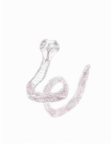The front of a snake with the open mouth over white paper. Painted by pencil