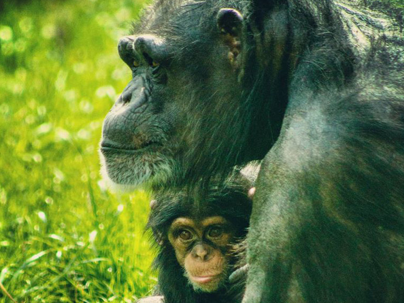 Chimpanzee mother Amy and her offspring, Asha.