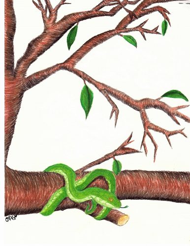 A very green snake resting on a brown tree branch. Painted with color pencils