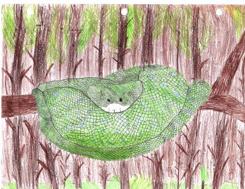 A green emerald python on a tree branch in a very dense forrest. Painted with color pencils