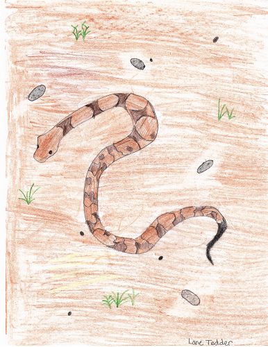 A brown copperhead snake over a brown background. Painted with color pencils