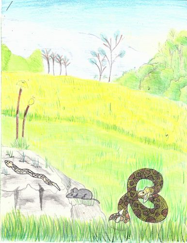 A vibrant brown snake next to a grey rock on a green and yellow meadow. Painted with color pencils