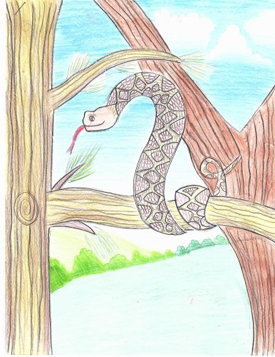 A snake on a tree branch showing the tongue. Painted in color with color pencils