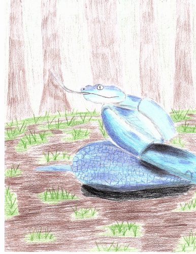 A blue snake with its tongue out, coiled on ground with tufts of green grass. Cypress trees in the background. Drawing done in colored pencil.