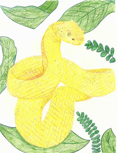 A bright yellow viper coiled with green leaves in the background. Drawing done in colored pencil.