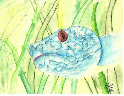 A snake head with bright blue scales and a reddish brown eye. There is green bamboo in the background. Drawing done with colored pencils.