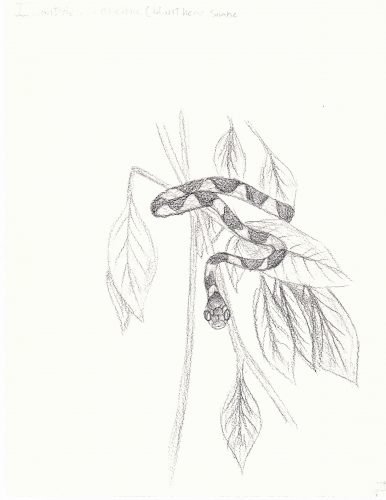 A slender snake on a plant with bold markings and a large head and eyes. Drawing done in pencil.