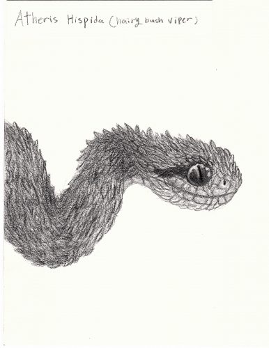 A viper head with spiky scales and large eyes with elliptical pupils. Drawing done in pencil.