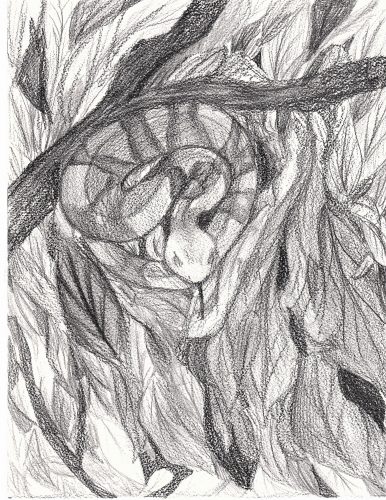 A pencil drawing of a copperhead hiding in leaves with its tongue out
