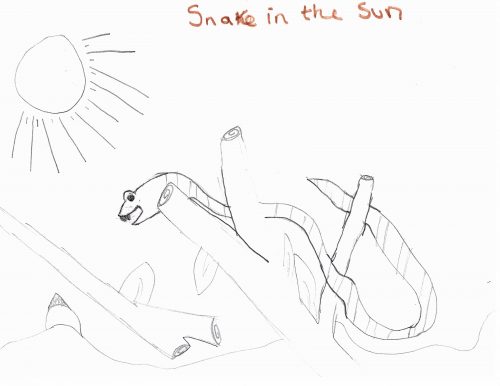 A black and white pencil drawing of a stripey snake intertwined with branches and leaves. The snake seems to be basking in the midday sun.