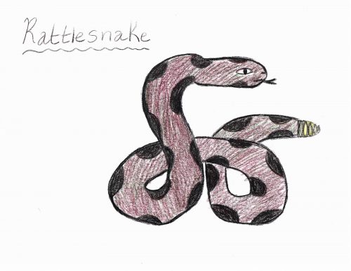 A smooth maroon snake colored with crayon with regular black spots all down the body. This snake has a short yellow rattle and is coiled in a pretzel shape and is rearing its head with a red tongue sticking out.