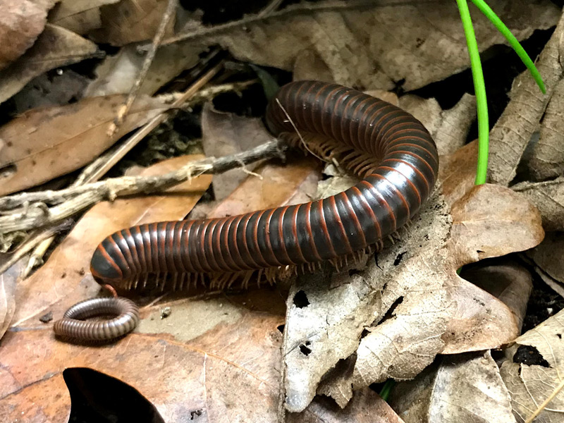 American Giant Millipede with young millipede.