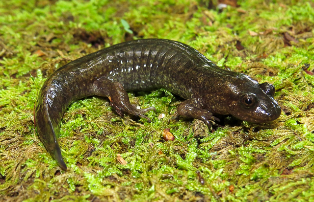 Black-bellied Salamander. Photo: Jeff Beane.