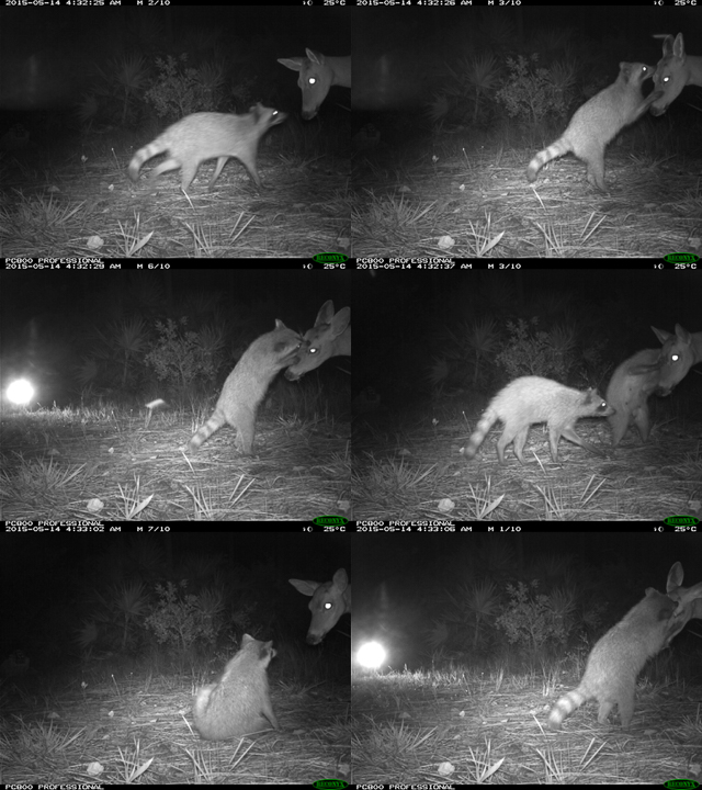 Raccoon fraternizing with Key deer