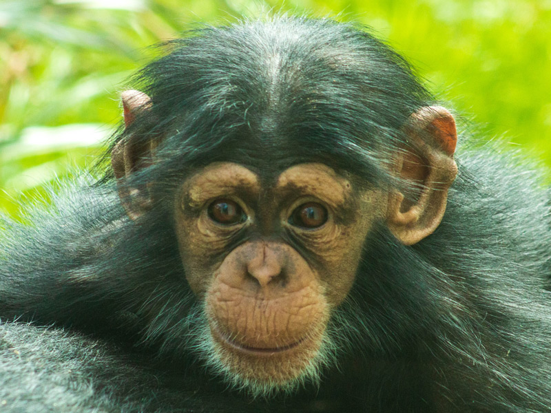 Juvenile chimp Obi.