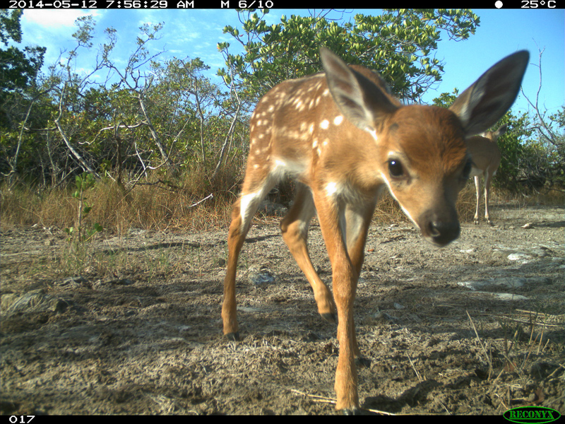 A Key deer fawn approaches a camera trap.