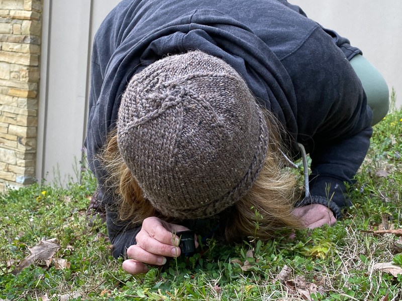 One of our participating teachers takes a close look at a ladybug she discovered while searching for tiny "wildflowers" (aka common yard weeds) outside of the park visitors' center.