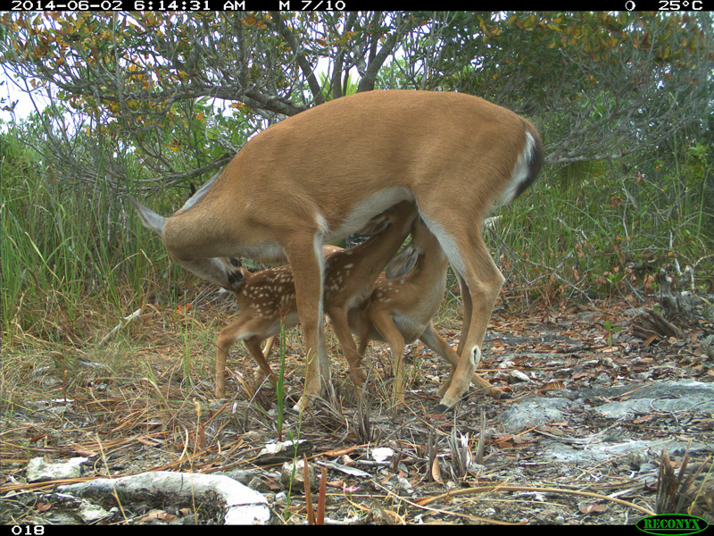 Key deer doe nursing two fawns.