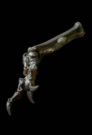 A replica of the tyrannosaur's foot, in process. Photo: Karen Swain/NCMNS.