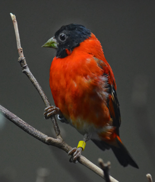 Red Siskin at the Smithsonian National Zoo.