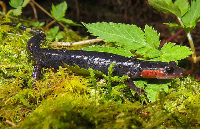 Jordan's Salamander. Photo: Jeff Beane.