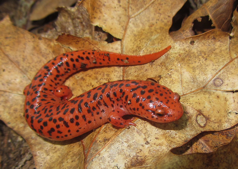 Red salamander. Photo: Jeff Beane.