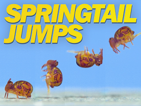 Springtail jumping video