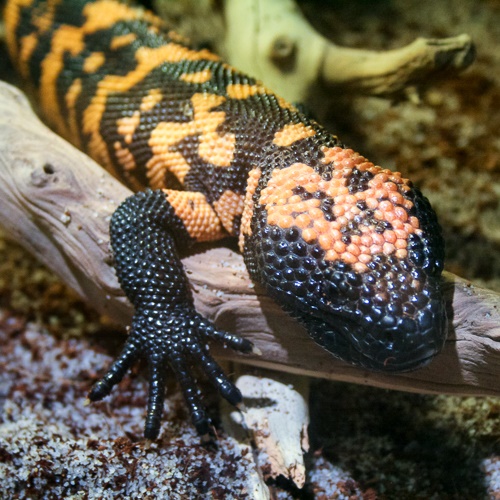 An orange and black gila monster on a stick