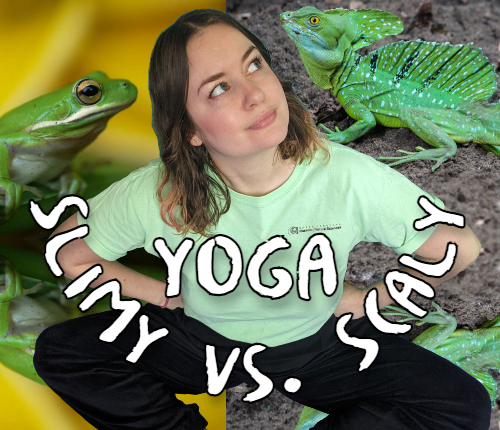 A girl doing yoga with a green frog and a green basilisk lizard