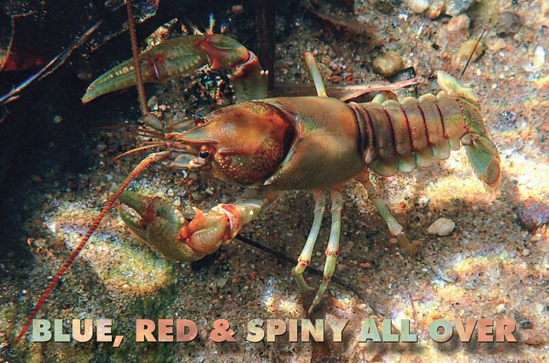 Blue, Red & Spiny All Over: Cambarus franklini crayfish