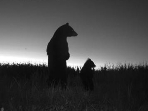Standing bears in camera trap photo