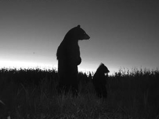 Standing bears in a camera trap photo.