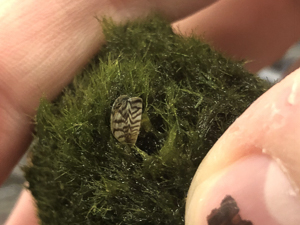 Zebra mussels in moss ball.