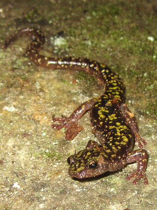 Green salamander (Aneides aeneus). Photo: Jeff Beane/NCMNS.