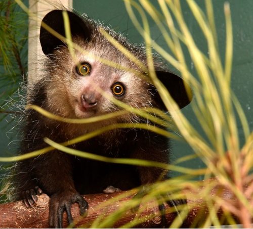 An aye-aye lemur with golden eyes