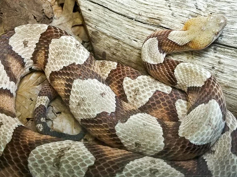 copperhead den