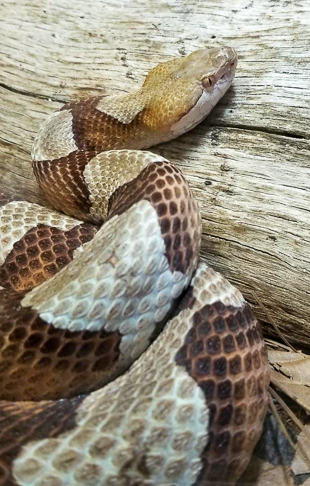 Copperhead on a log.