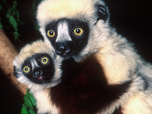 Coquerel's Sifakas by David Haring