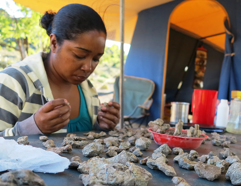 Zaituna Skosan, Collections Manager at Iziko Museum in Cape Town, South Africa, glues together a broken-up fossil during fieldwork in the Karoo Basin. Photo: Roger Smith.