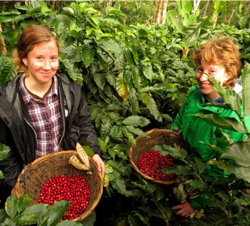 Two girls holding baskets of red coffee berries