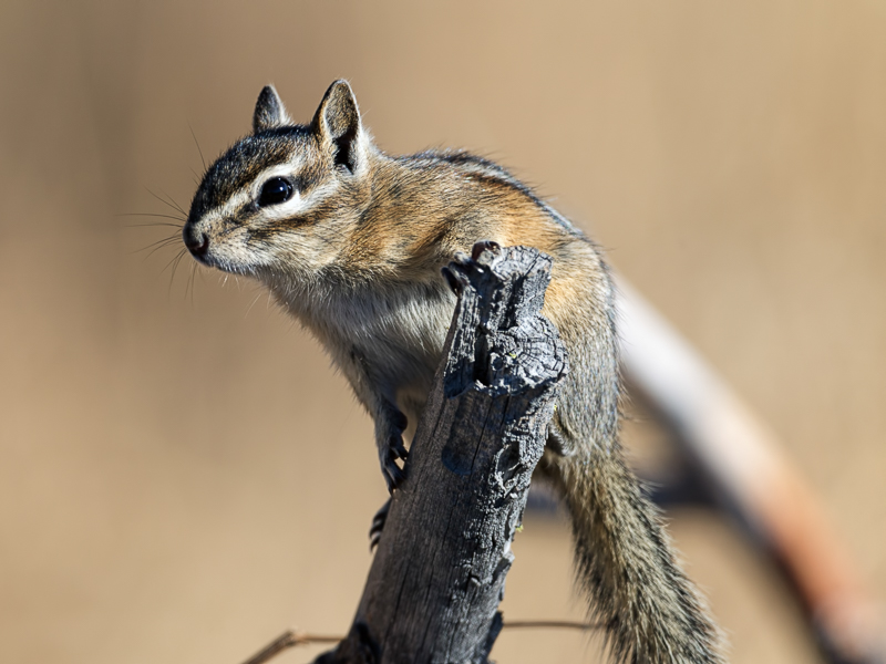 Chipmunk on a downed branch