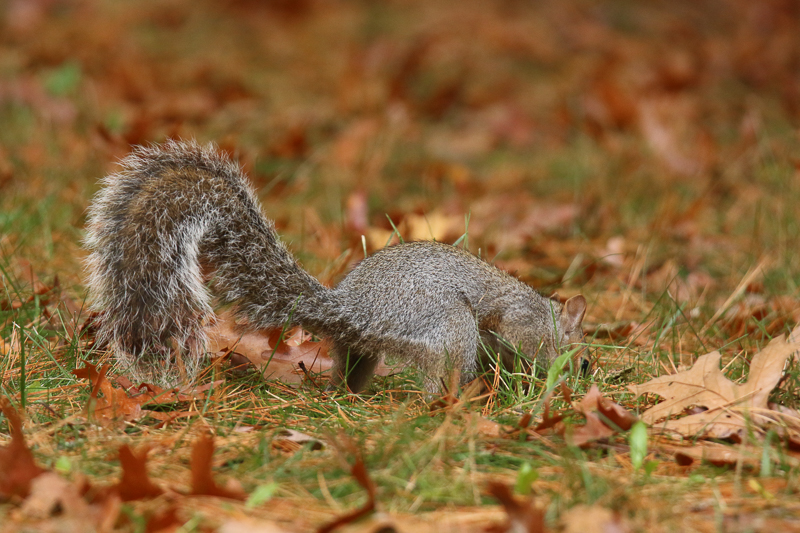 Eastern gray squirrel burying an acorn in fall.