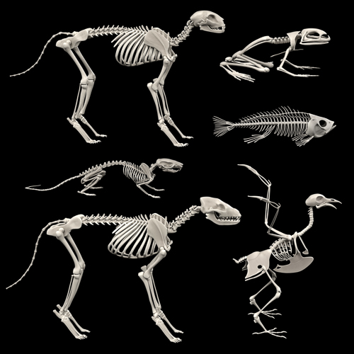Various animal skeletons rendered in 3D.