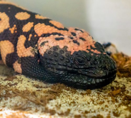 A headshot of an orange and black gila monster lizard